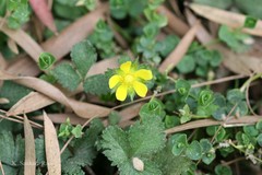 Potentilla sundaica